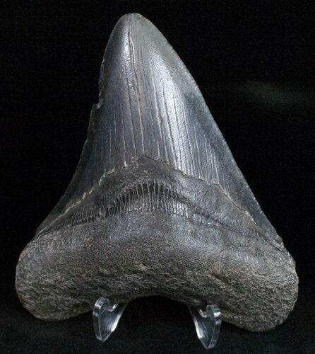 Fossil Megalodon Tooth - Georgia #12026